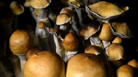 The Impact of Magic Mushroom Busts on Tourism